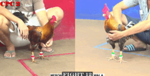 Trận 12 CPC2 23/7/2025 - Ông Thầy Tung Điều Cọp Phản Kèo Đẳng Cấp