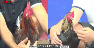 Trận 26 CPC1 24/7/2025 - Dự Vũng Tàu Tung Cọp Cứu Chủ Thành Công