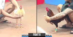 Trận 9 CPC3 26/7/2025 - Bướm Bảo Sting Mà Đồng Trạng Là Lụm Lúa