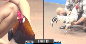 Trận 13 CPC3 27/7/2025 - Cậu Đông Đụng Độ Với Tính Gà King Và Cái Kết