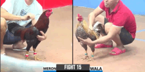 Trận 15 CPC3 29/7/2025 - Bé Bến Tre Ôm Cú Cọp Ra Dí Bạc Cánh Gà Lạ