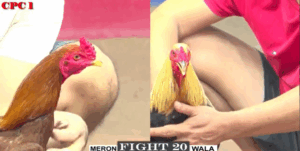 Trận 20 CPC1 14/7/2025 - Bé Bến Tre Bị Khinh Ra Khỏi Bồ Sau Tay Nước Đầu