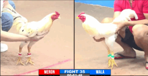 Trận 35 CPC3 16/7/2025 - Chung Kết Giải Đấu CPC3 Hôm Nay