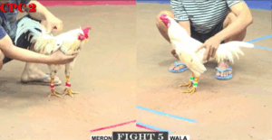 Trận 5 CPC2 20/7/2025 - Idol Đưa Cọp Cho Anh Nu Ra Chấp 4 Chấm Xổ 300 Triệu