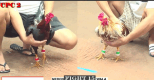 Trận 15 CPC2 23/7/2025 - Tư Mã Ý Chơi Ngông Trước Ông Thầy Và Cái Kết