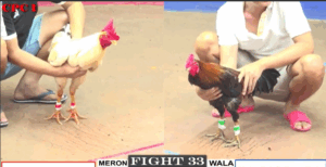 Trận 33 CPC1 24/7/2025 - Tùng Hóc Môn Chơi Ngông Chấp 4 Chấm Đá 2 Cây Trên