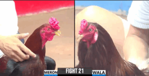 Trận 21 CPC3 25/7/2025 - Cậu Đông Lại Tiếp Tục Tạo Cơn Địa Chấn