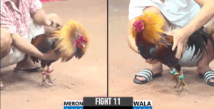 Trận 11 CPC3 26/7/2025 - Chú Đực Tung Hàng Cọp Vào Sân Và Cái Kết