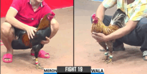 Trận 19 CPC3 29/7/2025 - Điều Nhập Idol Bé Bến Tre Ra Trận Đầu Tiên