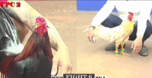 Trận 6 CPC2 30/7/2025 - Anh Long Gom Phiếu Cực Căng Trong Trận Đầu