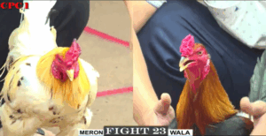 Trận 23 CPC1 14/7/2025 - Quẹo Sài Gòn Khiến Anh Tút Nhận Cay Đắng