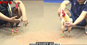 Trận 25 CPC2 23/7/2025 - Tư Mã Ý Kết Thúc Chuỗi Càn Quét Của Mình