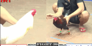 Trận 39 CPC1 24/7/2025 - Phát Cà Mau Chơi Ngông Chấp 3 Chấm Cho Đá Đồng