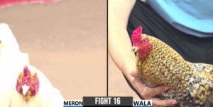 Trận 16 CPC3 26/7/2025 - Chú Đực Tiếp Tục Ăn May Trong Trận Đấu Này