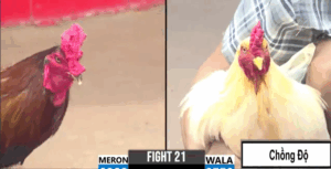 Trận 21 CPC3 29/7/2025 - Mỹ Bến Tre Chồng Độ Hạ Idol Tuấn Nhỏ