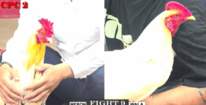 Trận 9 CPC2 30/7/2025 - Anh Long Tiếp Tục Quậy Tanh Bành Hôm Nay