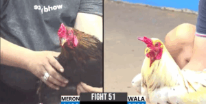 Trận 51 CPC3 31/7/2025 - Nguyên Bến Tre Nặng Hơn 6 Chấm Và Cái Kết Té Ngửa