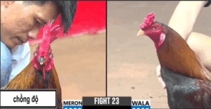 Trận 23 CPC3 19/7/2025 - Que Chồng Độ Giang Đức Hòa Duy Nhất Hôm Nay