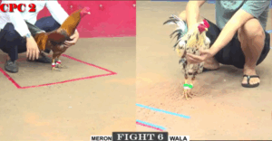 Trận 6 CPC2 20/7/2025 - Bảo Sting Đại Chiến Long Thomo Trận Đầu