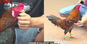 Trận 16 CPC2 25/7/2025 - Nu Đồng Tháp Bị Phản Ở Phút 90 Đáng Tiếc