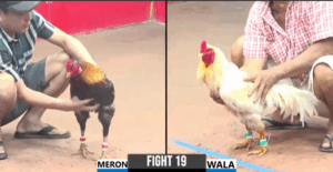 Trận 19 CPC3 26/7/2025 - Chú Đực Càn Quét Tại Thomo Hôm Nay