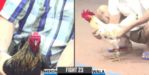 Trận 23 CPC3 29/7/2025 - Má Minh Long An Càn Quét Bồ Thomo Hôm Nay