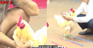 Trận 18 CPC2 30/7/2025 - Phước Đồng Tháp Không Hạ Nổi Long Thomo