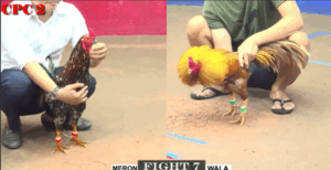 Trận 7 CPC2 16/7/2025 - Long Thợ Mỏ May Mắn Cầm Hòa Bảo Sting