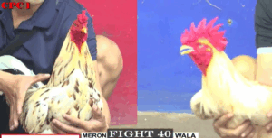 Trận 40 CPC1 24/7/2025 - Dự Vũng Tàu Được Chấp 9 Chấm Gà Ở Trận Cuối Cùng