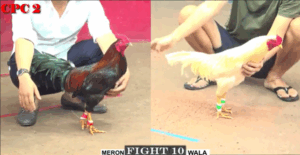 Trận 10 CPC2 16/7/2025 - Long Thomo Hạ Bảo Sting Nhưng Vẫn Gãy Giò