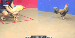 Trận 8 CPC2 20/7/2025 - Bảo Sting Tiếp Tục Đưa Cọp Cho Nu Ra Xổ 200 Triệu