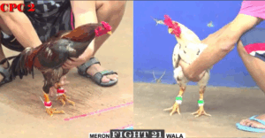 Trận 21 CPC3 25/7/2025 - Nu Đồng Tháp Bắt Đầu Lấy Lại Vị Thế Của Mình