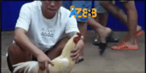 Trận 4 Bồ Tonhon 6/7/2025 - Bảo Sting Ra Quân Trận Đầu Tại Tonhon