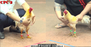 Trận 15 CPC2 16/7/2025 - Cánh Tèo Đen Lệ Đụng Long Thomo Và Cái Kết