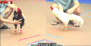 Trận 10 CPC2 20/7/2025 - Bảo Sting Được Đồng Trạng Tung Hàng Xịn Ra Sân