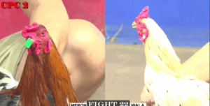 Trận 22 CPC2 25/7/2025 - Bướm Hiệu Nu Đồng Tháp Đá 1 Chân Kết Thúc