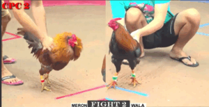 Trận 2 CPC2 27/7/2025 - Bảo Sting Vừa Vào Đã Chấp Nửa Ký Gà Anh Cọp