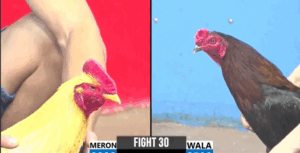 Trận 30 CPC3 29/7/2025 - Cọp Xịn Đến Từ Bảo Lộc Đá Đúng 1 Chân Kết Liễu