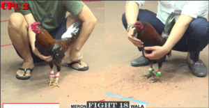 Trận 18 CPC2 16/7/2025 - Bảo Sting Đem Cọp 1 Mắt Vào Phản 5 Lai Long Thomo