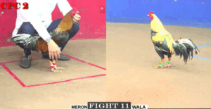 Trận 11 CPC2 20/7/2025 - Đại Chiến Bảo Sting Và Long Thomo Đã Kết Thúc Trận Này