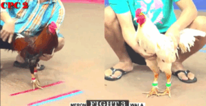 Trận 3 CPC2 27/7/2025 - Bảo Sting Đồng Trạng Thì Đối Thủ Không Có Cửa