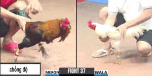 Trận 37 CPC3 29/7/2025 - Bé Bến Tre Ôm Điều Nhập Của Mình Vào Chồng Độ