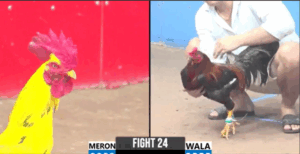 Trận 24 CPC3 6/8/2025 - Hoàng Lão Tà Tung Gà Thái Của Mình Ra Sân