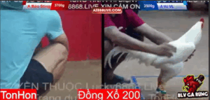 Trận 1 Tonhon 13/8/2025 - Bảo Sting Ra Quân Trận Đầu Tại Tonhon