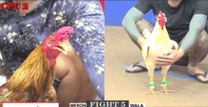 Trận 5 CPC2 1/8/2025 - Bảo Sting Chấp Hơn 5 Chấm Rưỡi Và Cái Kết Bị Phản