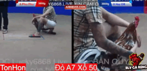 Trận 11 Tonhon 13/8/2025 - Phu Phu Được Cho Nặng Hơn 6 Chấm Tại Tonhon