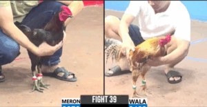 Trận 39 CPC3 3/8/2025 - Cậu Đông Thất Bại Đầy Cay Đắng Trận Xổ 200 Triệu