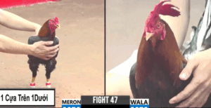 Trận 47 CPC3 3/8/2025 - Bé Bến Tre Chấp 3 Chấm Đối Thủ Và Cái Kết Mãn Nhãn