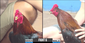 Trận 6 CPC3 5/8/2025 - Idol Đến Từ Campuchia Tàn Sát Trận Đấu Này