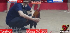 Trận 2 Tonhon 13/8/2025 - 2 Cánh Gà Cọp Đụng Nhau Tại Tonhon